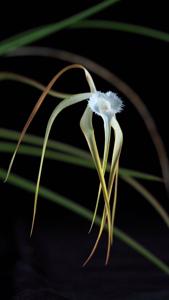 Brassavola appendiculata