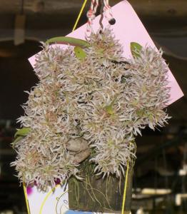 Dendrobium peguanum