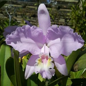 Cattleya lueddemanniana