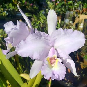 Cattleya lueddemanniana