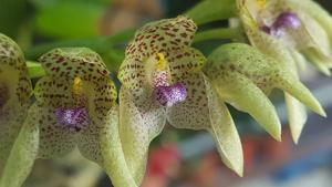 Bulbophyllum guttulatum