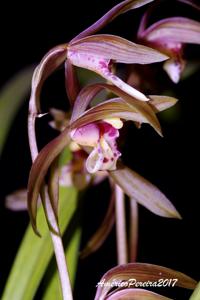 Cymbidium kanran