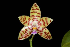 Phalaenopsis pallens