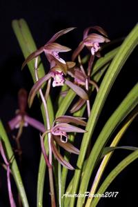 Cymbidium kanran