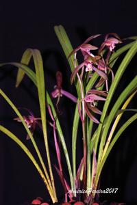 Cymbidium kanran