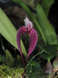 Bulbophyllum nasica