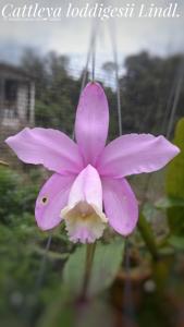 Cattleya loddigesii