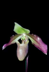 Paphiopedilum papuanum