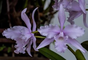 Cattleya lobata