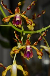 Dendrobium lasianthera