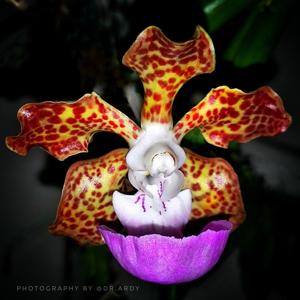 Vanda insignis