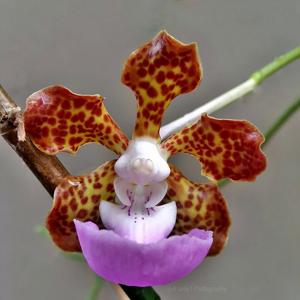 Vanda insignis