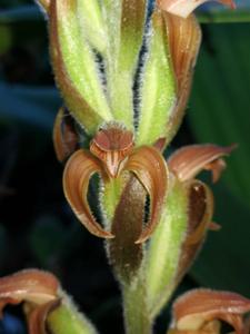 Sarcoglottis ventricosa