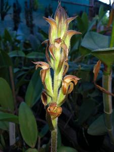 Sarcoglottis ventricosa
