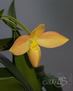 Phragmipedium besseae