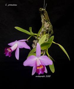 Cattleya praestans