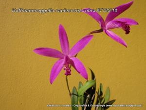 Cattleya caulescens