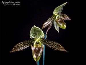 Paphiopedilum wardii