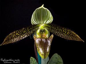 Paphiopedilum wardii