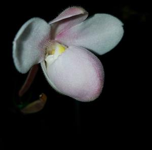 Phragmipedium andreettae