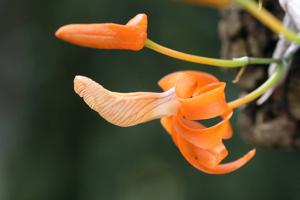 Dendrobium unicum