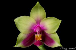 Phalaenopsis bellina