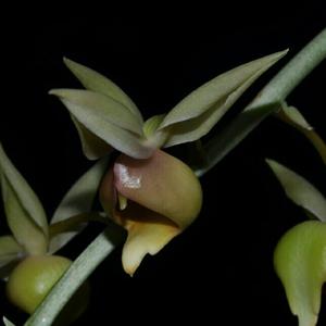 Catasetum fuchsii