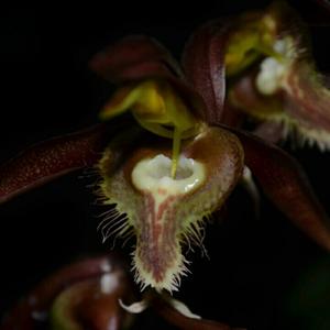 Catasetum saccatum