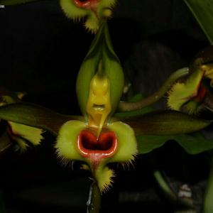 Catasetum osculatum