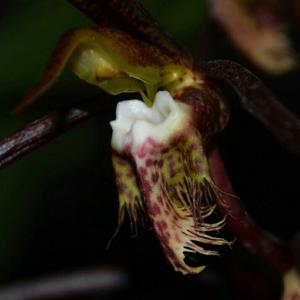 Catasetum saccatum