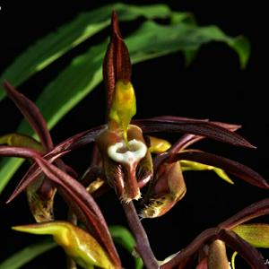 Catasetum saccatum