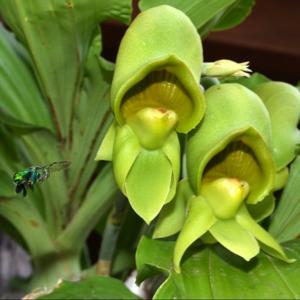 Catasetum fimbriatum