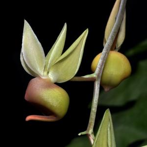 Catasetum fuchsii