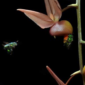 Catasetum fuchsii