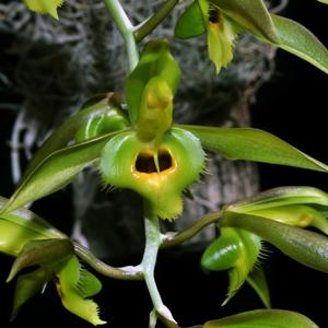 Catasetum osculatum