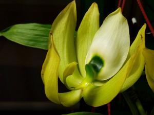 Cycnoches chlorochilon