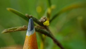 Jacquiniella globosa