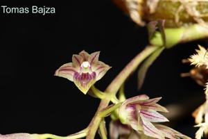 Dendrobium porphyrochilum