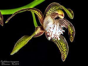 Cymbidium tracyanum