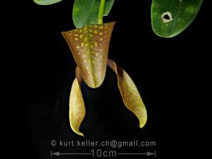 Bulbophyllum grandiflorum