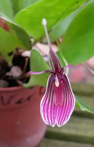 Restrepia purpurea