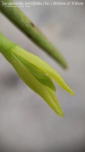 Jacquiniella teretifolia