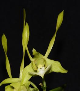 Dendrobium bicaudatum