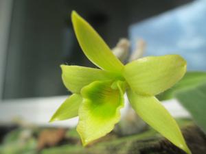 Dendrobium senile