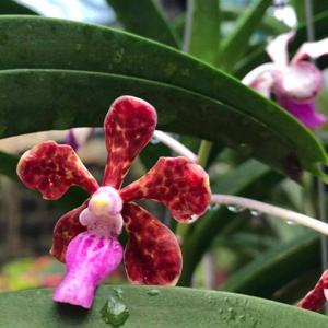 Vanda limbata