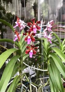 Vanda limbata