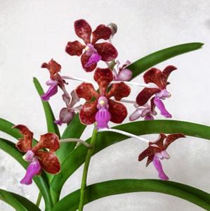 Vanda limbata