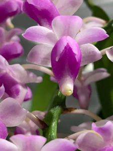 Aerides magnifica