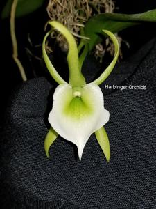 Angraecum eichlerianum