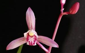 Cymbidium ensifolium